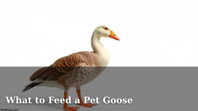 What to Feed a Pet Goose