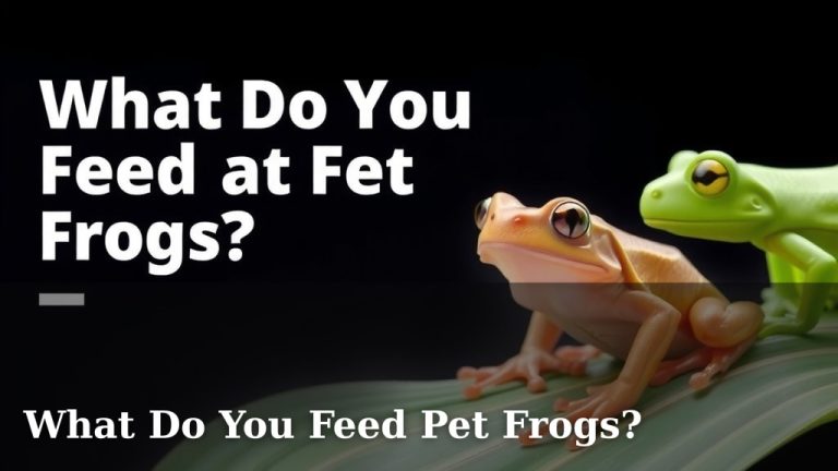 What Do You Feed Pet Frogs?
