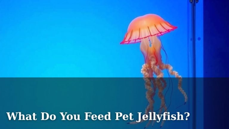 What Do You Feed Pet Jellyfish?