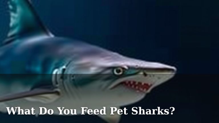 What Do You Feed Pet Sharks?